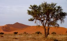 Namibian Sand Dunes Stock Photo Namibian Sand Dunes Stock Photo