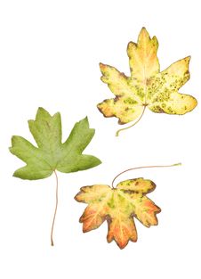 Autumn Maple Leaves Stock Photo Autumn Maple Leaves Stock Photo