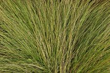 Fan-shaped Green Grass Background Stock Photos