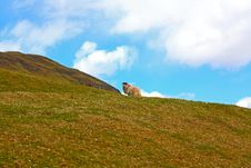 Scottish Landscape With A Sheep Stock Image Scottish Landscape With A Sheep Stock Image