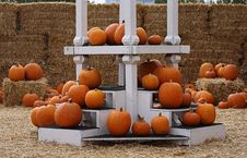 Seasonal Orange Pumpkins Display Stock Images Seasonal Orange Pumpkins Display Stock Images