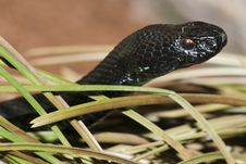 European Adder Or Viper Stock Photos European Adder Or Viper Stock Photos