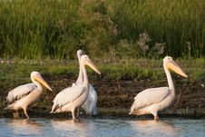 White Pelicans On Shore Royalty Free Stock Photos White Pelicans On Shore Royalty Free Stock Photos