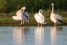 White Pelicans Stock Image White Pelicans Stock Image