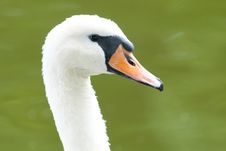 Mute Swan Portrait Stock Photos Mute Swan Portrait Stock Photos