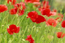Wild Poppy Stock Images Wild Poppy Stock Images