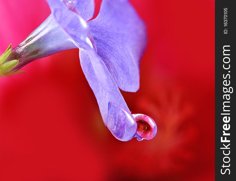 Drops on periwinkle flower - hibiscus mirroring