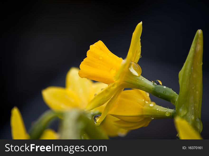 Yellow narcissus after a rainshower