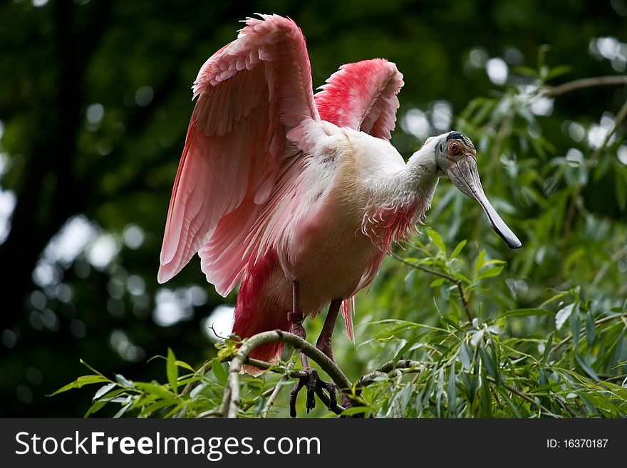 Roseate Spoonbill spreadings his wings