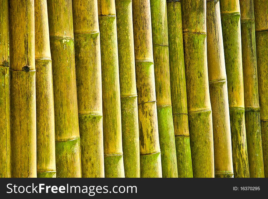 The group of bamboo wall in countryside