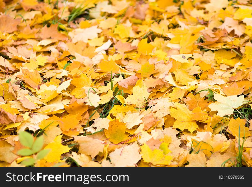 Leaf fall a background from yellow maple leaves. Leaf fall a background from yellow maple leaves