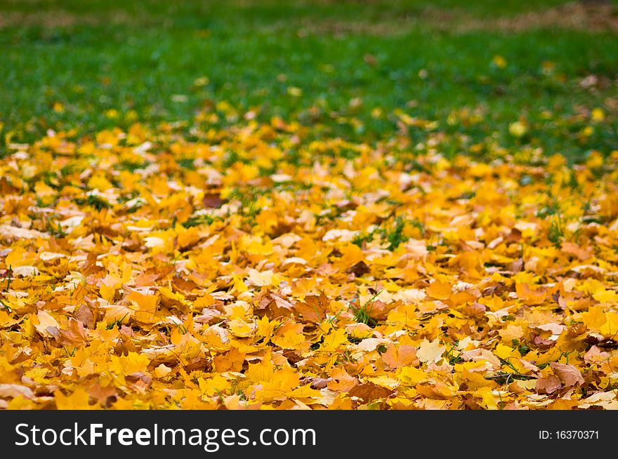 Leaf fall a background from yellow maple leaves. Leaf fall a background from yellow maple leaves