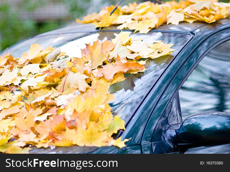 The car filled up by autumn maple foliage. The car filled up by autumn maple foliage