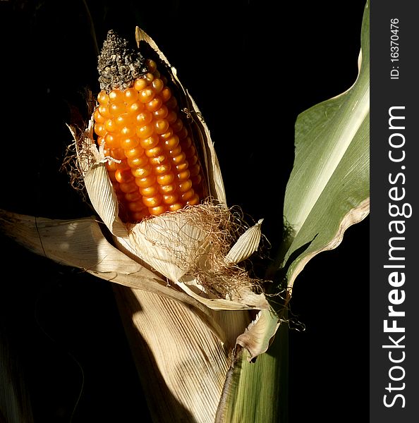 An overly ripe ear of corn in a field in the Andalusian province of Granada, Spain. An overly ripe ear of corn in a field in the Andalusian province of Granada, Spain.