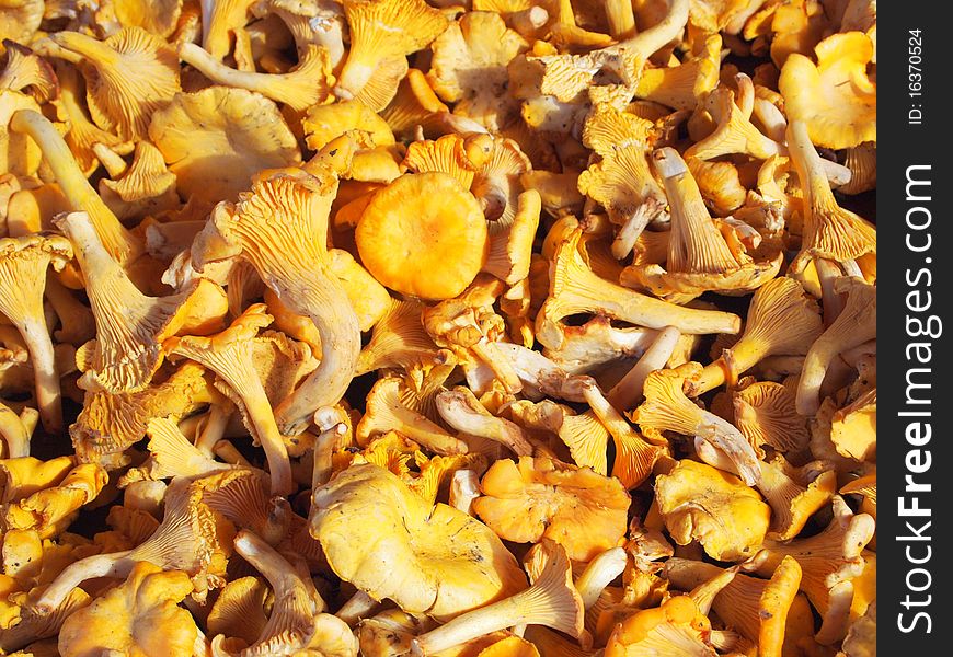 Fresh and raw chanterelles on a pile