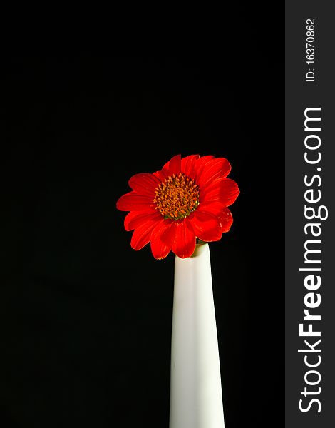 Red gerbera daisy isolated on black background