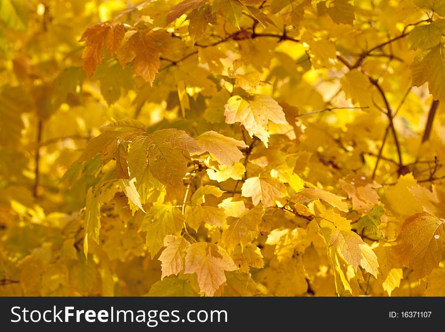 Autumn colorful leaves, natural backdrop for any purpose. Autumn colorful leaves, natural backdrop for any purpose