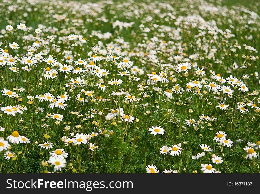 Field of daisies, the concept of nature, purity and prosperity