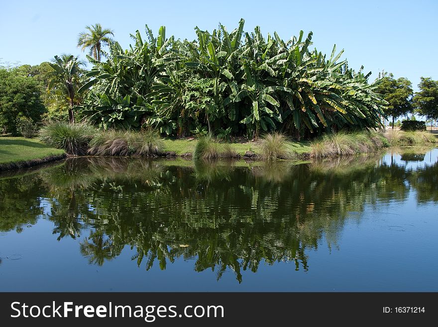 Reflection On A Pond