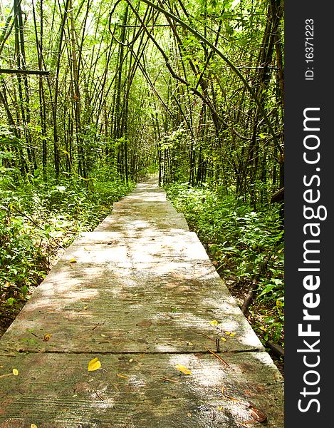 The path to wildlife sanctuary. The path to wildlife sanctuary