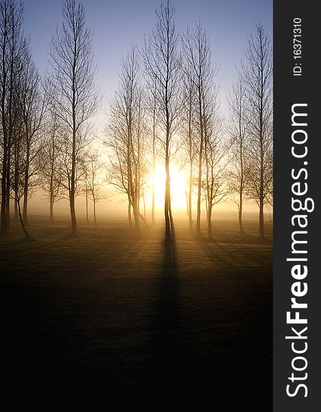 On a misty north england morning these trees backlit by the rising sun. On a misty north england morning these trees backlit by the rising sun