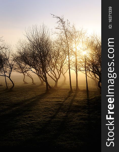 On a misty north england morning these trees backlit by the rising sun. On a misty north england morning these trees backlit by the rising sun
