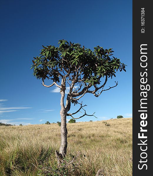 Standalone tree (bush) in Sri Lanka. Standalone tree (bush) in Sri Lanka