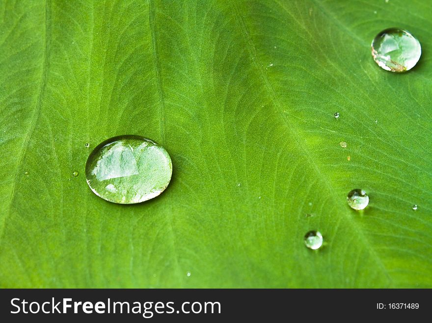 Nice detail of water drops on leaf - macro detail. Nice detail of water drops on leaf - macro detail