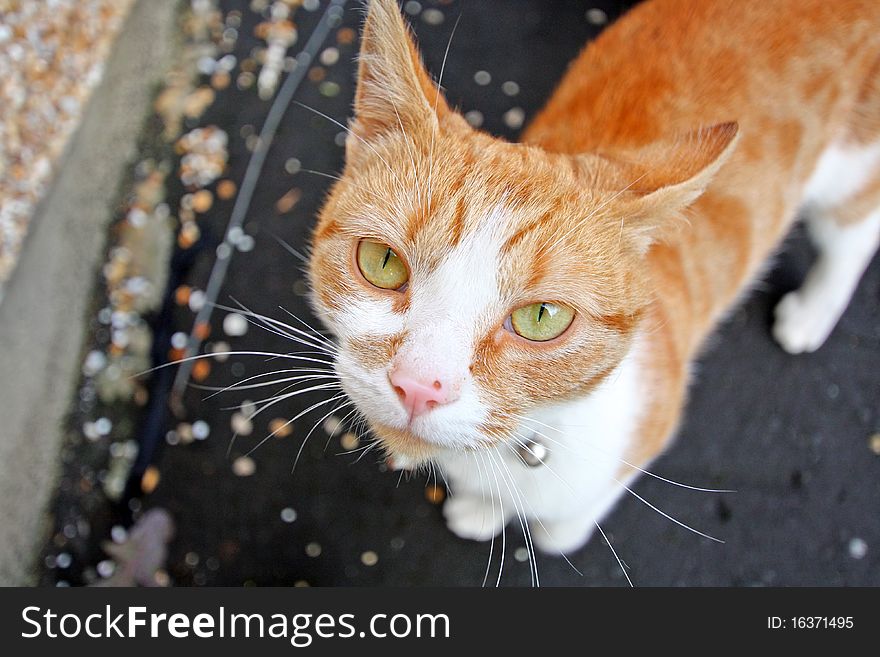 Lovely, cute cat looking into camera, close up