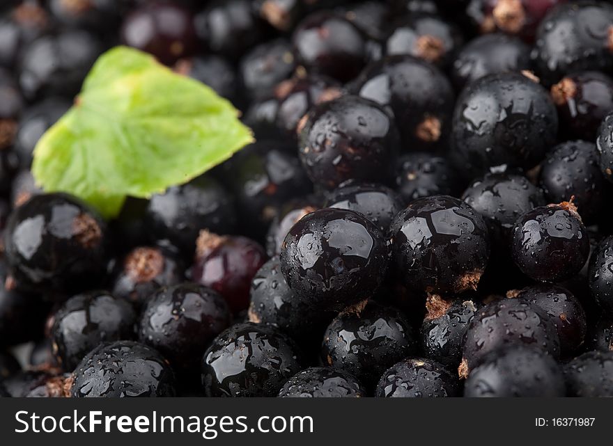 Black currant with drops of water and green leaf