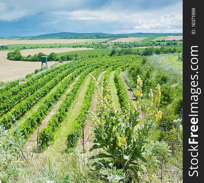 Vineyard of Moravia, Czech Republic