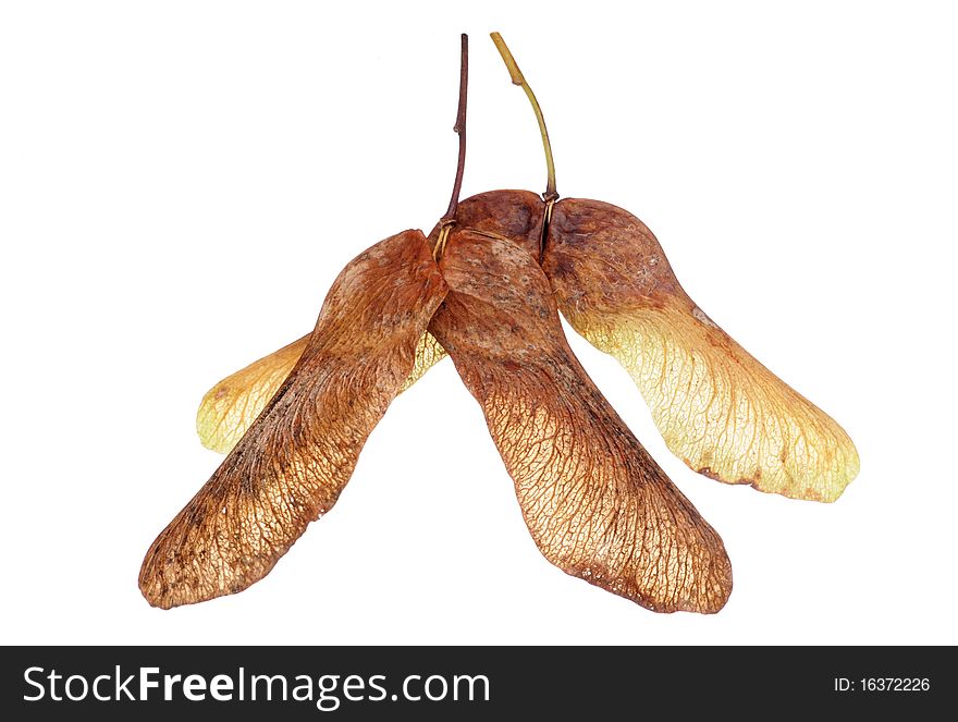 Maple tree seeds isolated in studio