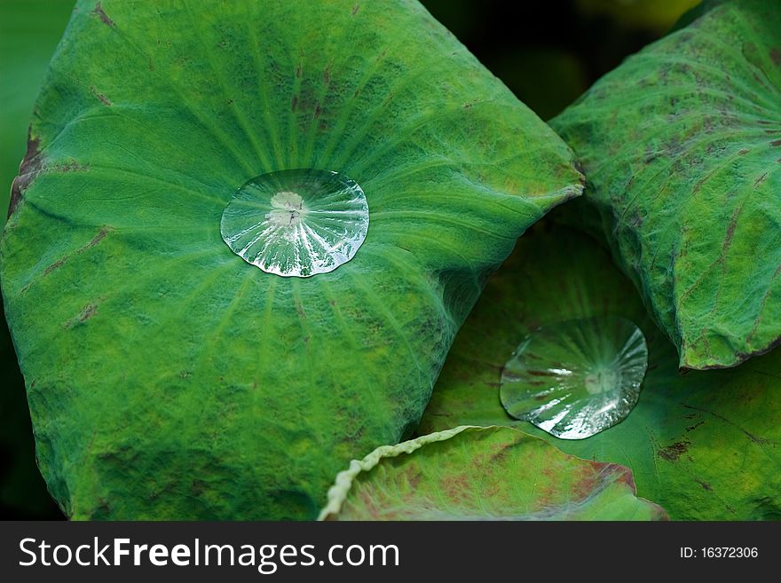 Water Drop On Lotus Leaf