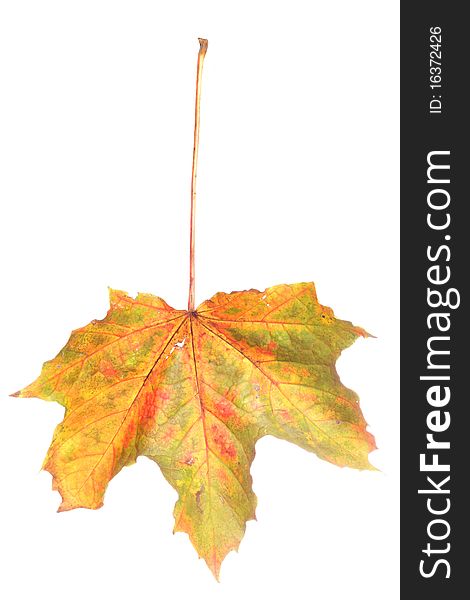 Autumn maple leaf isolated in studio