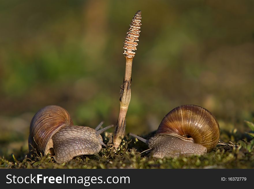 Meeting of the snails Horsetail.