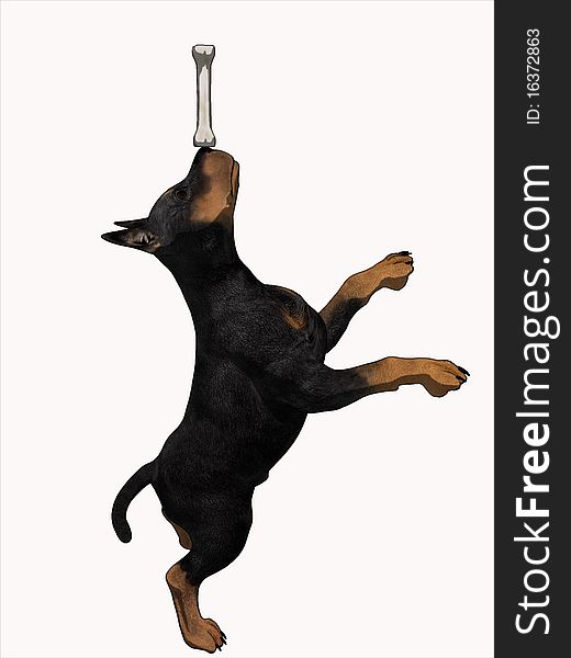 3D Cartoon render of a Doberman Puppy balancing a bone on his nose. 3D Cartoon render of a Doberman Puppy balancing a bone on his nose.