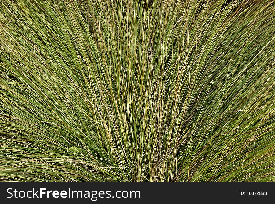 Close up of fan-shaped green grass background in autumn