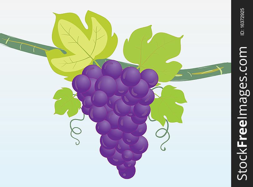 Bunch of Grapes -  illustration