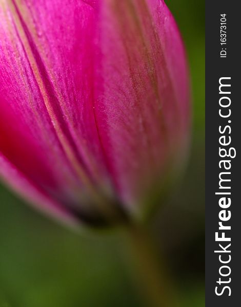 A close-up photo of pink tulip