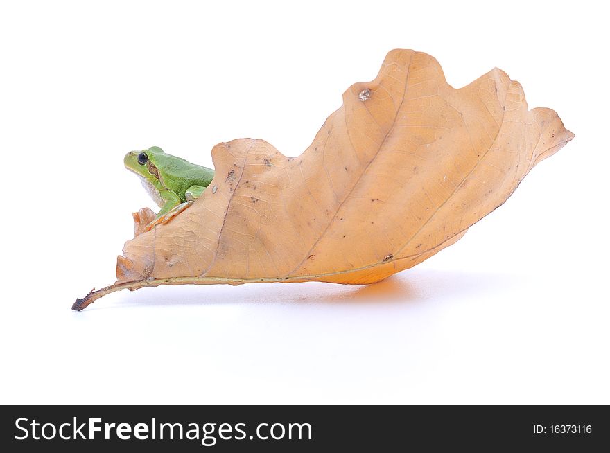 Green frog on a big yellow leaf. Green frog on a big yellow leaf