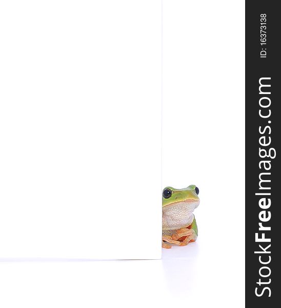 Isolated green frog peeping around placard. Isolated green frog peeping around placard