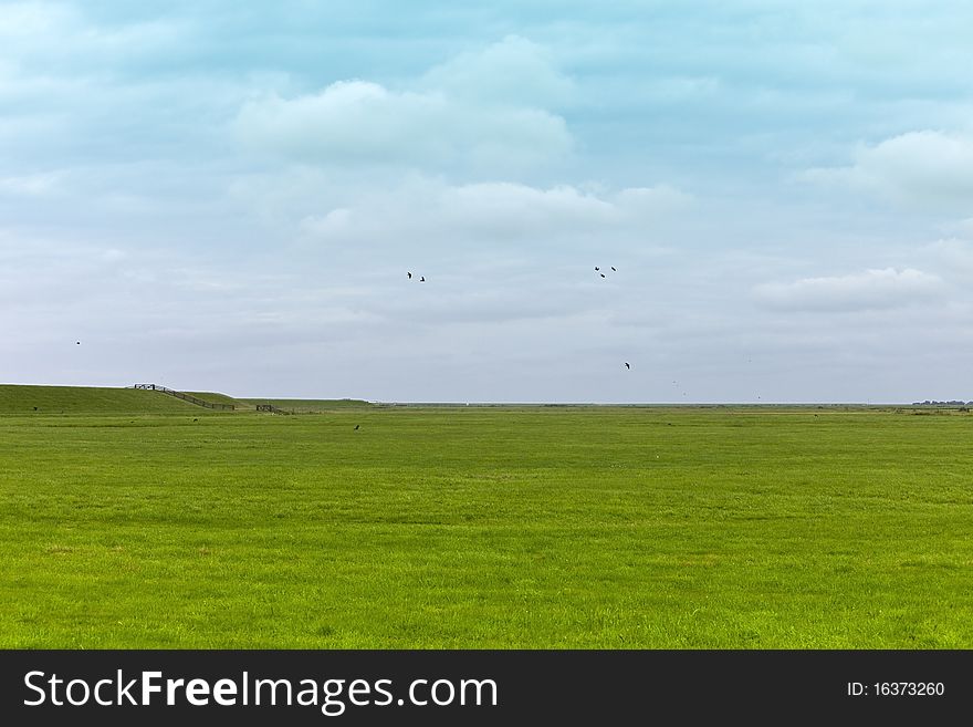 Green fields and grasslands of the Netherlands. Green fields and grasslands of the Netherlands.