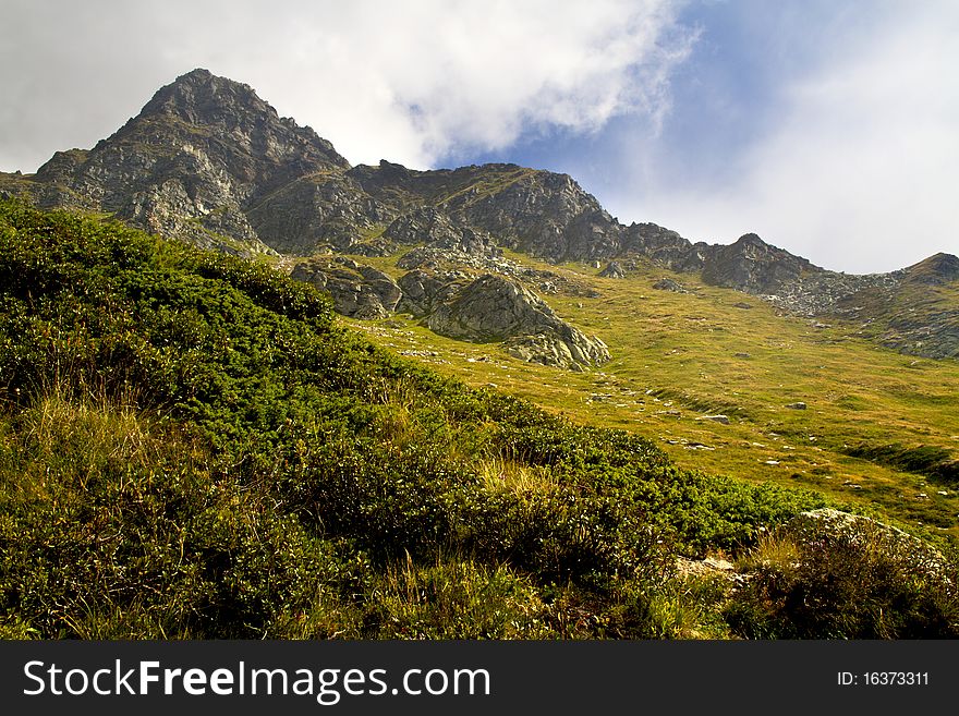 Mountain pines and meadows with wildflowers