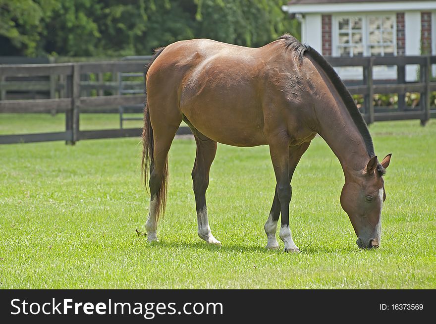 This horse was totally concentrated on eating grass. This horse was totally concentrated on eating grass.