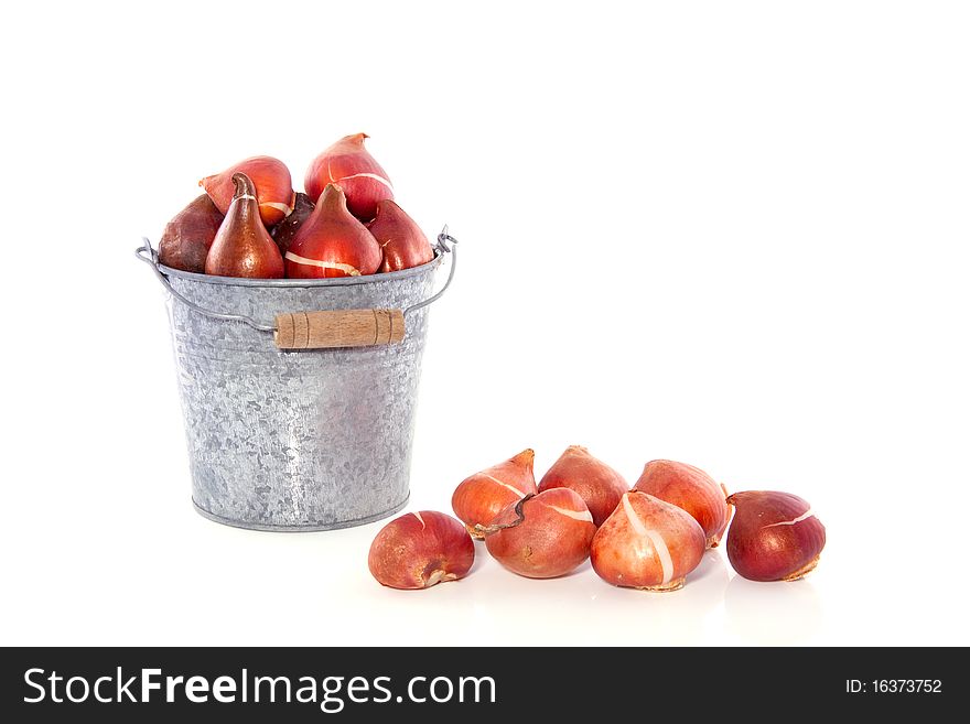Tulip bulbs in an iron bucket isolated on white background