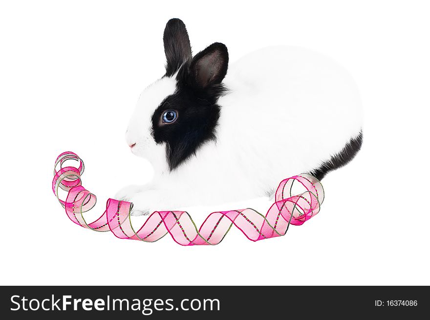 Rabbit with pink ribbon