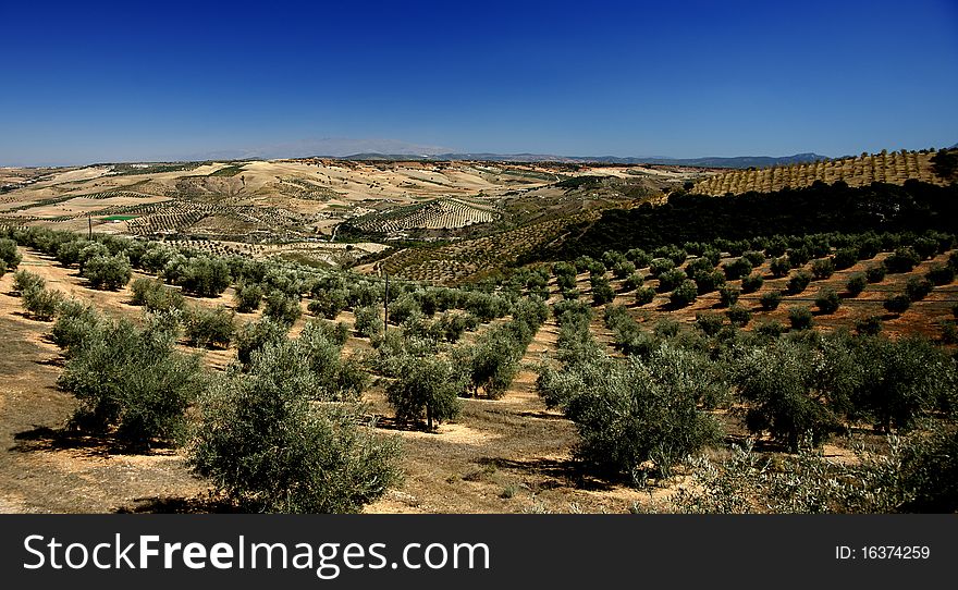 Olive tree plantations as far as the eye can see in the Andalusian province of Granada. Olive tree plantations as far as the eye can see in the Andalusian province of Granada.