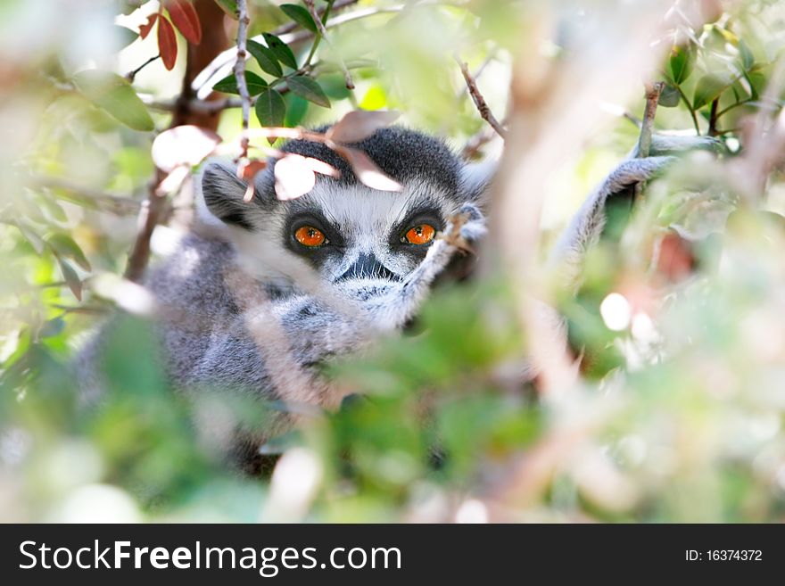 Close up of lemur looking through leaves