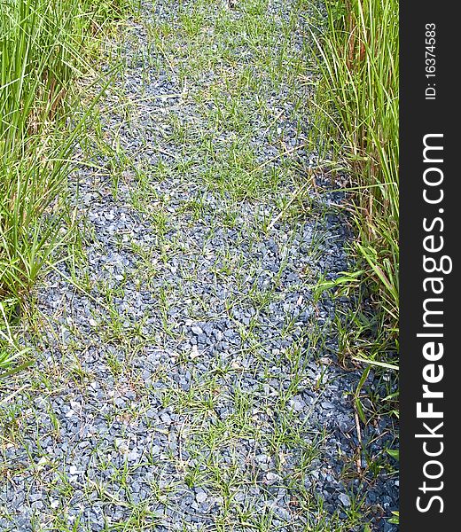 Pathway alongside of green field paddy rice