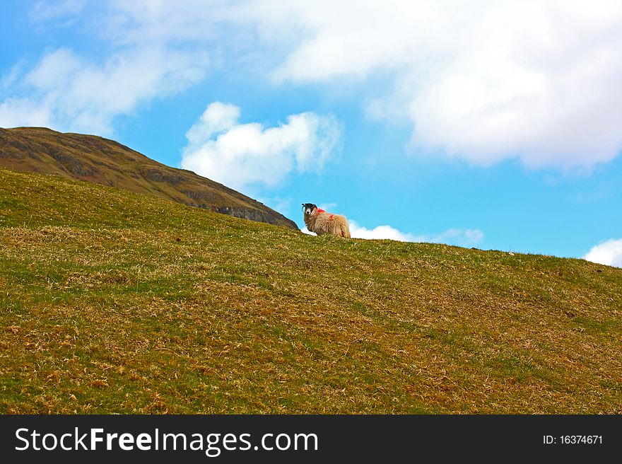 Scottish landscape with a sheep in springtime